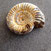 coquillage coquillage
